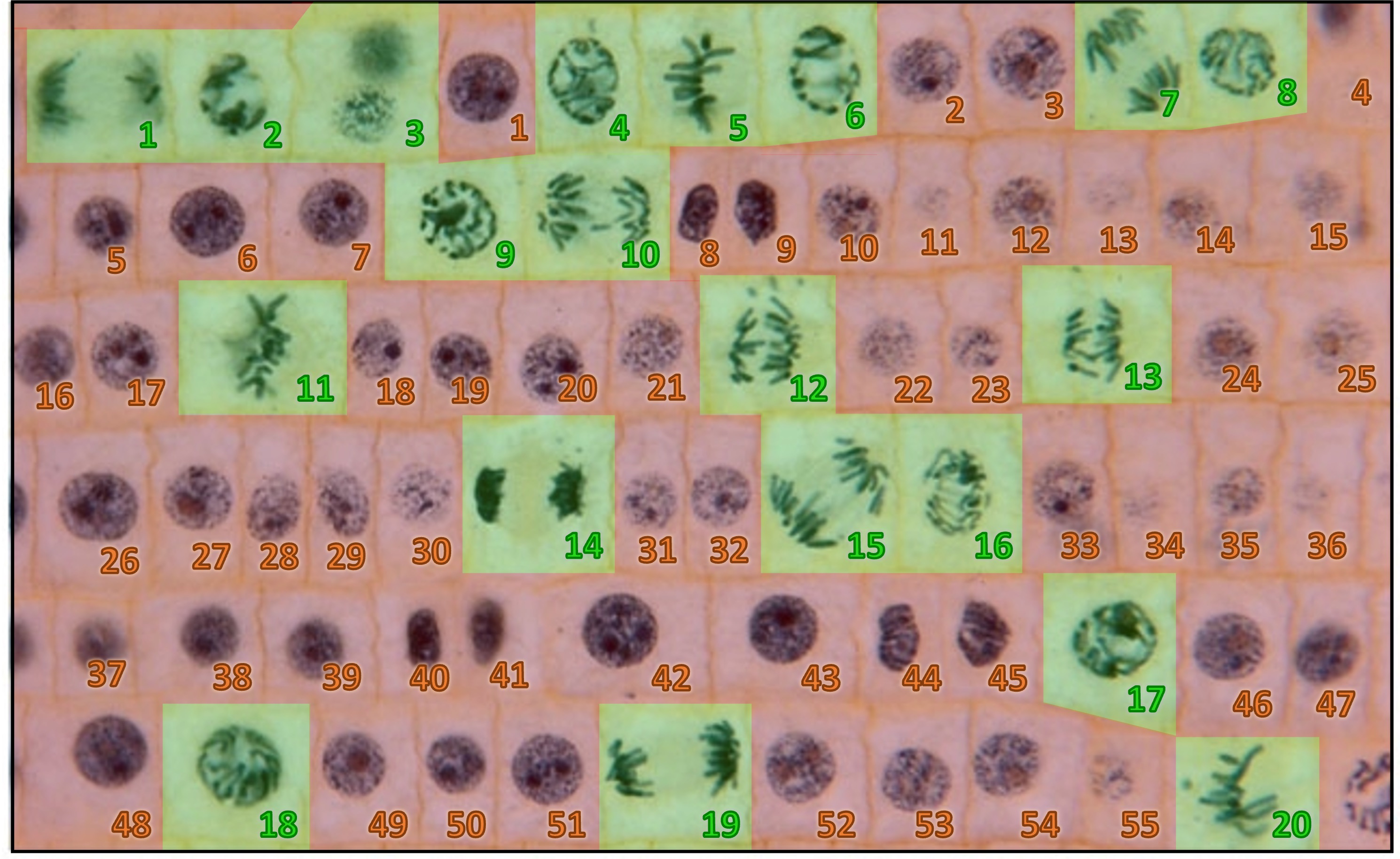 Mitosis Biology Diagrams